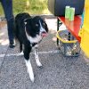 drive4animals-2024-whats 10
